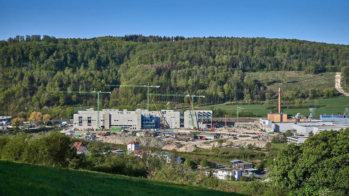 Palm Paper Plant Aalen