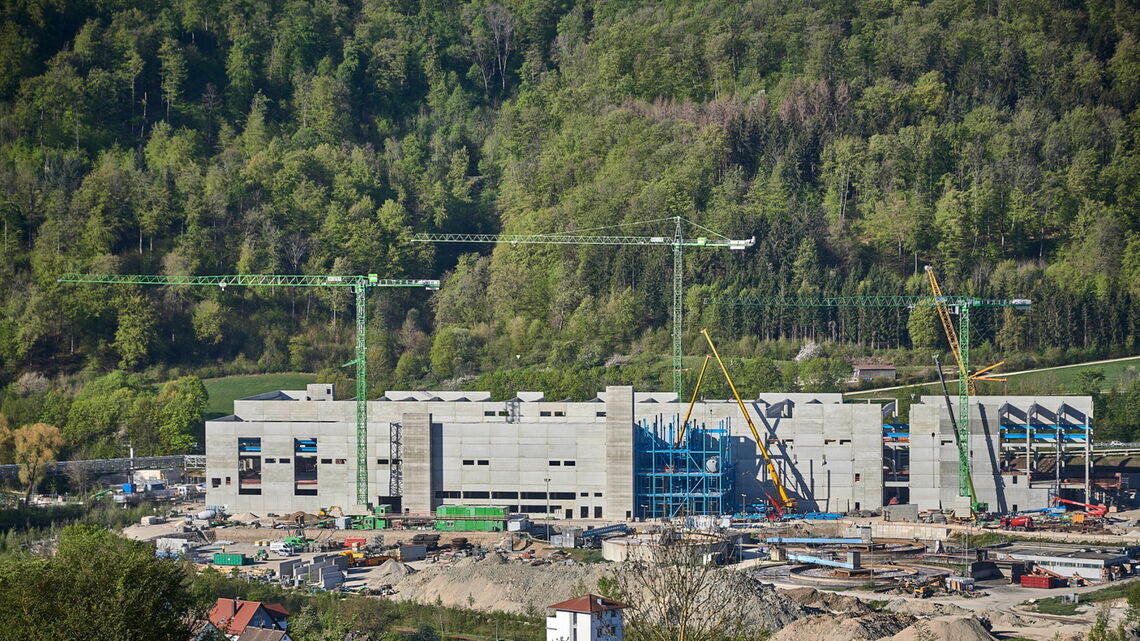 Palm Paper Plant Aalen